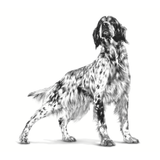 VHN SATIETY DOG LATA - PERRO